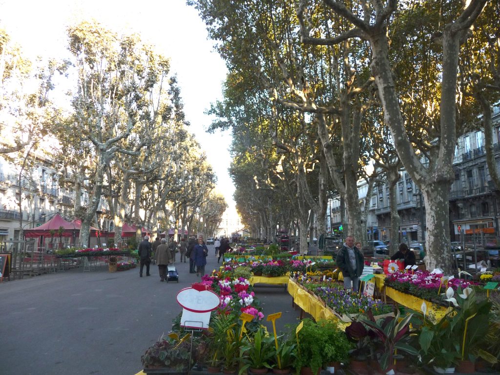 Les allées Paul-Riquet à Béziers, bordées de platanes et d’immeubles du XIXe siècle