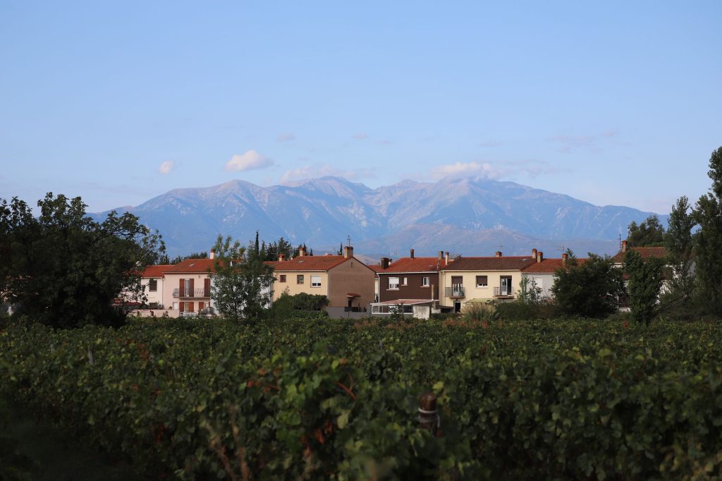 Vignobles du Roussillon avec les Pyrénées en arrière-plan