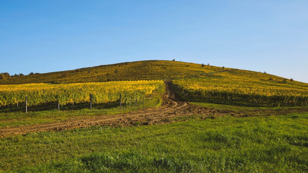 Vignoble de champagne sur les coteaux de la Montagne de Reims